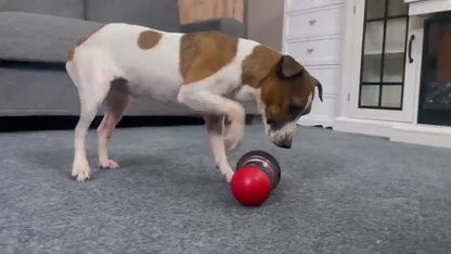 Gioco Interattivo per Cani – Palla Dispenser di Cibo Anti-Noia e Anti-Ingordigia